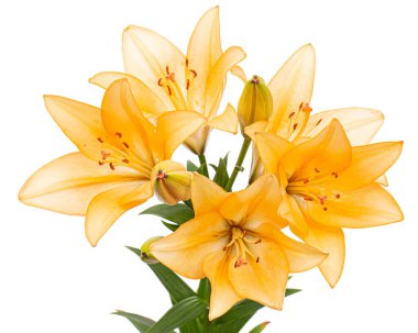 Sarı-turuncu zambak çiçeği, beyaz arka planda izole edilmiş..