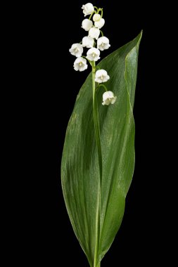 Beyaz çiçekli vadi zambağı, Lat. Convallaria majalis, siyah arka planda izole edilmiş..