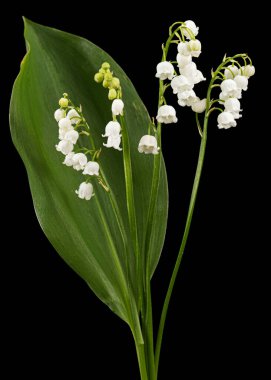 Beyaz çiçekli vadi zambağı, Lat. Convallaria majalis, siyah arka planda izole edilmiş..