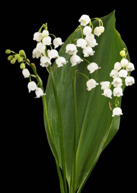 Beyaz çiçekli vadi zambağı, Lat. Convallaria majalis, siyah arka planda izole edilmiş..
