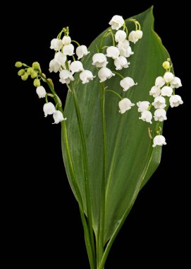 Beyaz çiçekli vadi zambağı, Lat. Convallaria majalis, siyah arka planda izole edilmiş..
