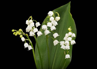 Beyaz çiçekli vadi zambağı, Lat. Convallaria majalis, siyah arka planda izole edilmiş..