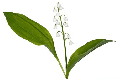 Vadideki zambakların beyaz çiçekleri. Convallaria majalis, beyaz arka planda izole edilmiş..