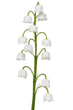 Vadideki zambakların beyaz çiçekleri. Convallaria majalis, beyaz arka planda izole edilmiş..