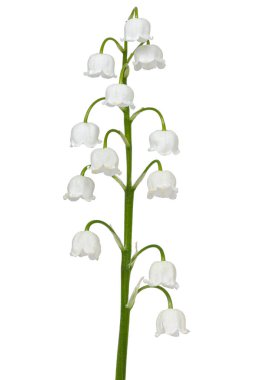 Vadideki zambakların beyaz çiçekleri. Convallaria majalis, beyaz arka planda izole edilmiş..