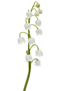 Vadideki zambakların beyaz çiçekleri. Convallaria majalis, beyaz arka planda izole edilmiş..