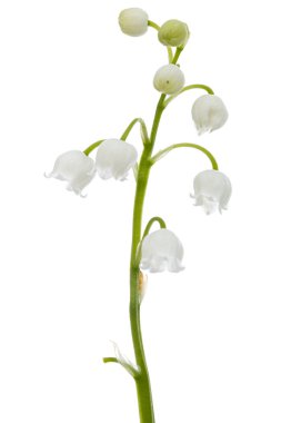 Vadideki zambakların beyaz çiçekleri. Convallaria majalis, beyaz arka planda izole edilmiş..