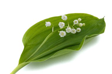 Vadideki zambakların beyaz çiçekleri. Convallaria majalis, beyaz arka planda izole edilmiş..