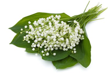 Lat, vadideki zambak çiçeklerinin arka planı. Convallaria majalis.