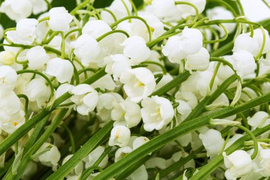 Lat, vadideki zambak çiçeklerinin arka planı. Convallaria majalis.