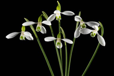 Beyaz kar damlası çiçekleri, Lat. Galanthus nivalis, siyah arkaplanda izole edilmiş..