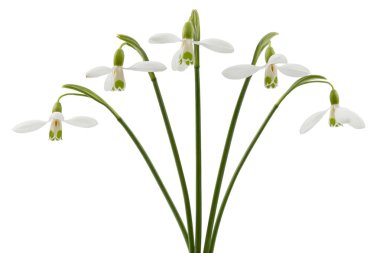Beyaz kar damlası çiçekleri, Lat. Beyaz arka planda izole edilmiş Galanthus nivalis.