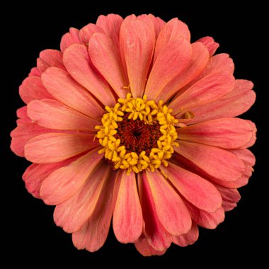 Zinyanın kırmızı çiçeği, siyah arkaplanda izole edilmiş..