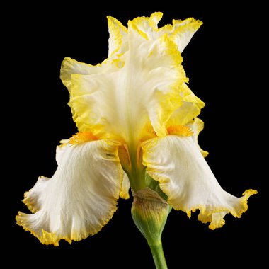 Sarı zambak çiçeği, siyah arkaplanda izole edilmiş..