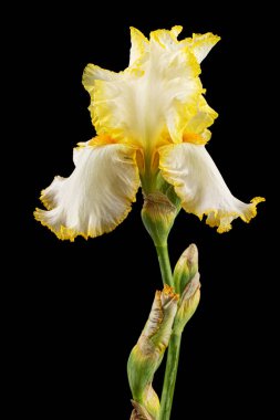 Sarı zambak çiçeği, siyah arkaplanda izole edilmiş..