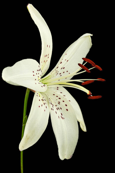 White flower of lily, isolated on black background.