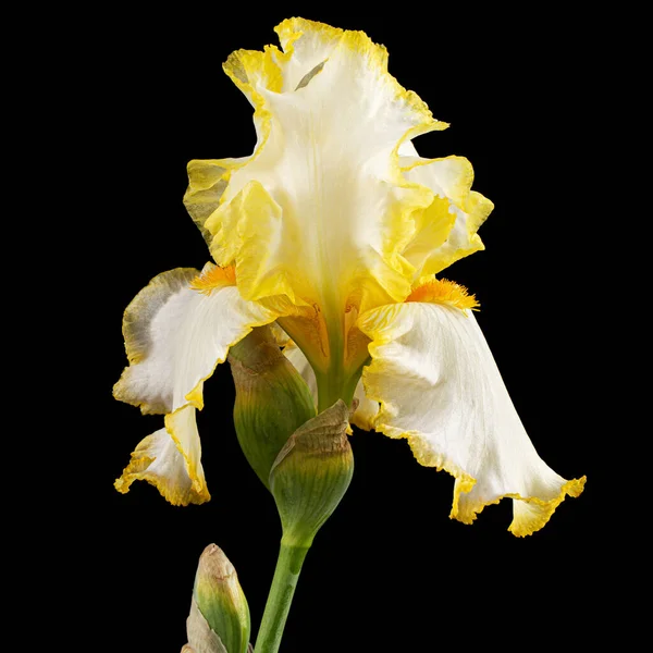 Yellow flower of iris, isolated on black background.