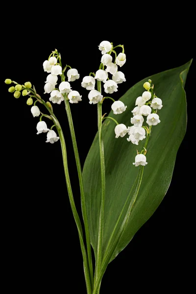 Flor Blanca Lirio Del Valle Lat Convallaria Majalis Aislada Sobre Fotos de stock libres de derechos