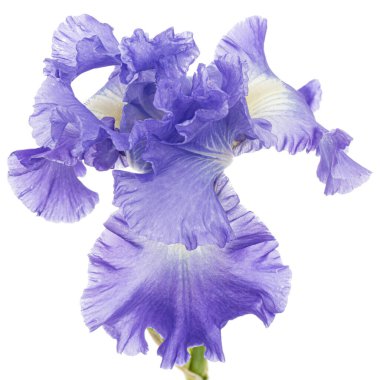 Beyaz arka planda izole edilmiş, mor zambak çiçeği.