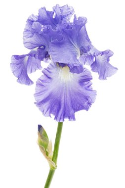 Beyaz arka planda izole edilmiş, mor zambak çiçeği.