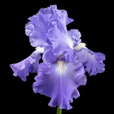 Siyah arka planda izole edilmiş, mor zambak çiçeği.