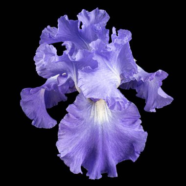 Siyah arka planda izole edilmiş, mor zambak çiçeği.