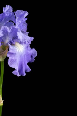 Siyah arka planda izole edilmiş, mor zambak çiçeği.