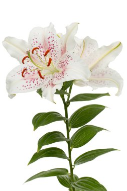 Beyaz arka planda izole edilmiş, doğulu zambakların büyük beyaz-pembe çiçeği.