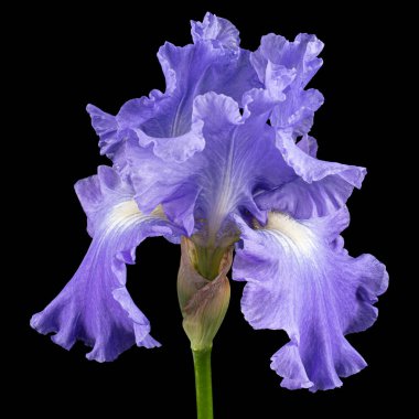 Siyah arka planda izole edilmiş, mor zambak çiçeği.