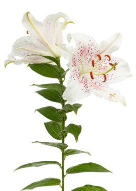 Beyaz arka planda izole edilmiş, doğulu zambakların büyük beyaz-pembe çiçeği.