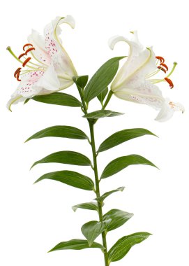 Beyaz arka planda izole edilmiş, doğulu zambakların büyük beyaz-pembe çiçeği.