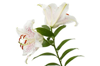 Beyaz arka planda izole edilmiş, doğulu zambakların büyük beyaz-pembe çiçeği.