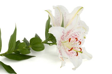 Beyaz arka planda izole edilmiş, doğulu zambakların büyük beyaz-pembe çiçeği.