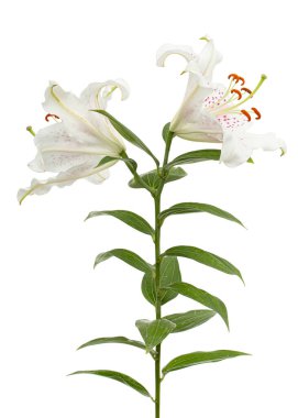 Beyaz arka planda izole edilmiş, doğulu zambakların büyük beyaz-pembe çiçeği.