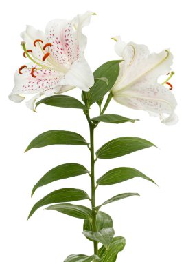 Beyaz arka planda izole edilmiş, doğulu zambakların büyük beyaz-pembe çiçeği.