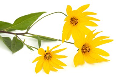 Kudüs Enginar Çiçekleri (Earth Apple), lattır. Helianthus tuberosus L. veya girasol, beyaz arka planda izole edilmiş.