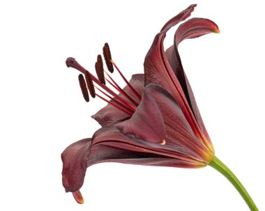 Beyaz arka planda yalıtılmış zambak koyu kırmızı çiçeği.