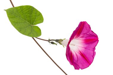 Ipomoea 'nın pembe çiçeği, Japon sabah zaferi, konvolvulus, beyaz arka planda izole edilmiş.