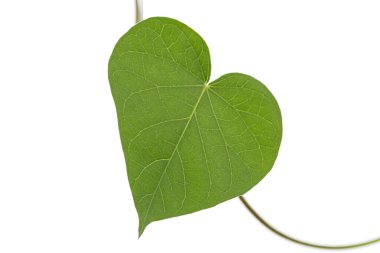 Bir parça ipomoea, Japon sabah zaferi, konvolvulus, beyaz arka planda izole edilmiş.