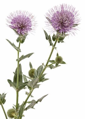 Devedikeni çiçeği, Lat. Carduus, beyaz arkaplanda izole