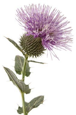 Devedikeni çiçeği, Lat. Carduus, beyaz arkaplanda izole