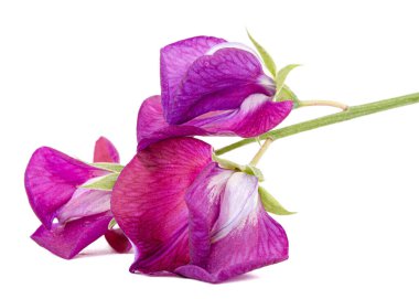 Mor bezelye çiçeği, beyaz arka planda izole edilmiş.