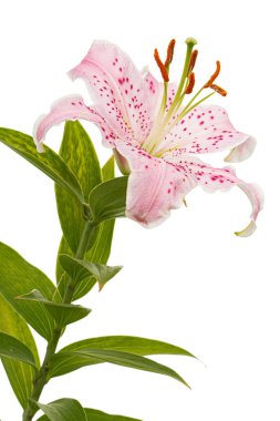 Doğulu zambakların büyük pembe çiçekleri, beyaz arka planda izole edilmiş.