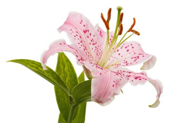 Doğulu zambakların büyük pembe çiçekleri, beyaz arka planda izole edilmiş.