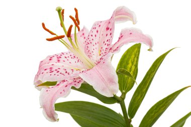 Doğulu zambakların büyük pembe çiçekleri, beyaz arka planda izole edilmiş.