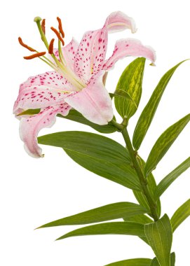 Doğulu zambakların büyük pembe çiçekleri, beyaz arka planda izole edilmiş.