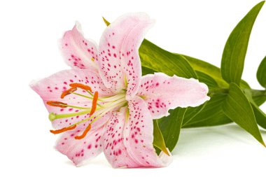 Doğulu zambakların büyük pembe çiçekleri, beyaz arka planda izole edilmiş.