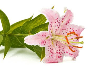 Doğulu zambakların büyük pembe çiçekleri, beyaz arka planda izole edilmiş.