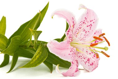 Doğulu zambakların büyük pembe çiçekleri, beyaz arka planda izole edilmiş.