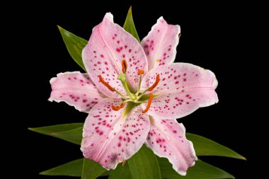 Büyük pembe zambak çiçeği, siyah arka planda izole edilmiş.